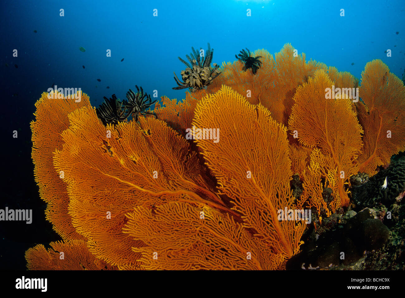 Big Gorgonian Seafan Subergorgia mollis Similan Islands Andaman Sea Thailand Stock Photo