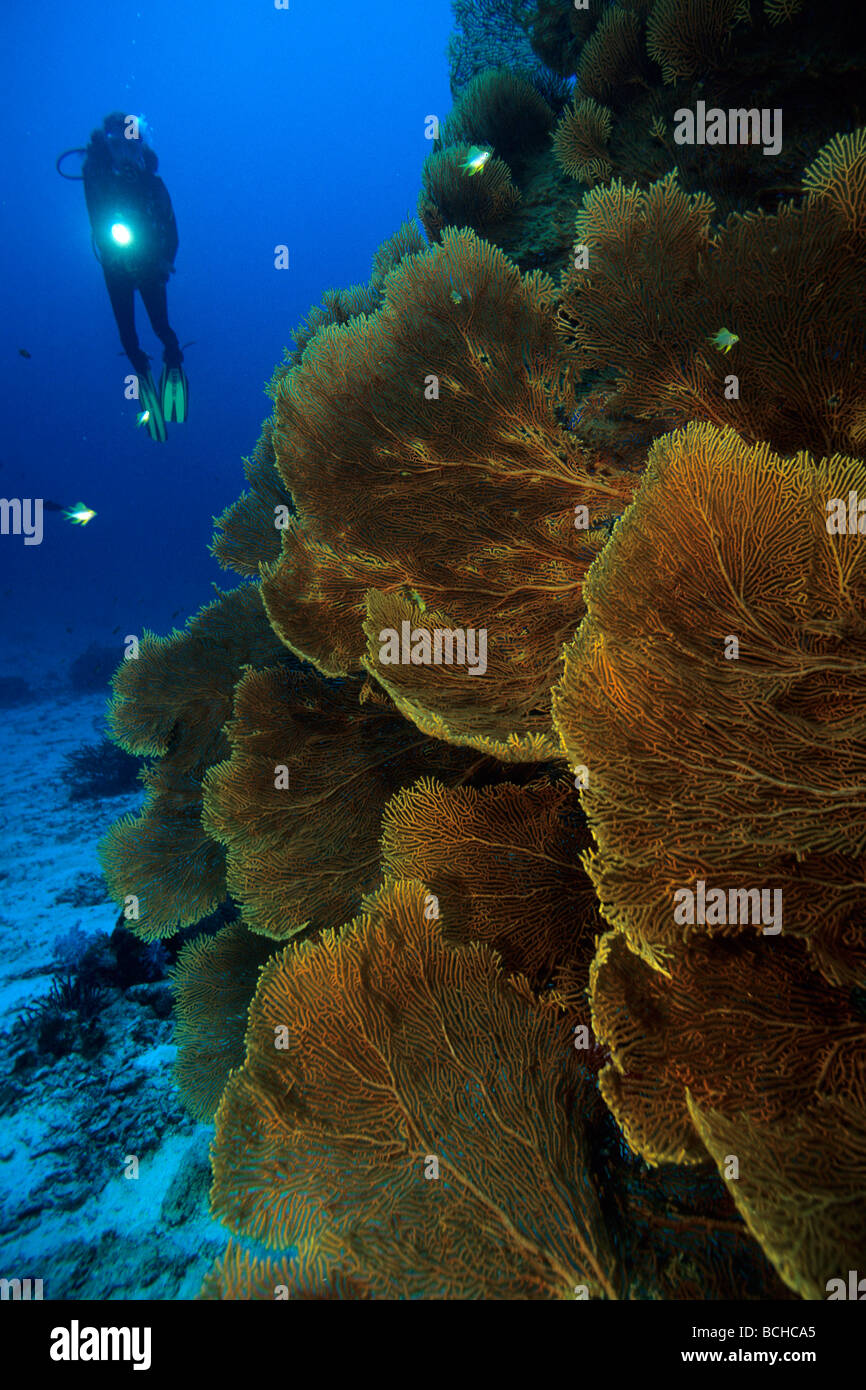Gorgonian Seafan and Diver Subergorgia mollis Similan Islands Andaman Sea Thailand Stock Photo