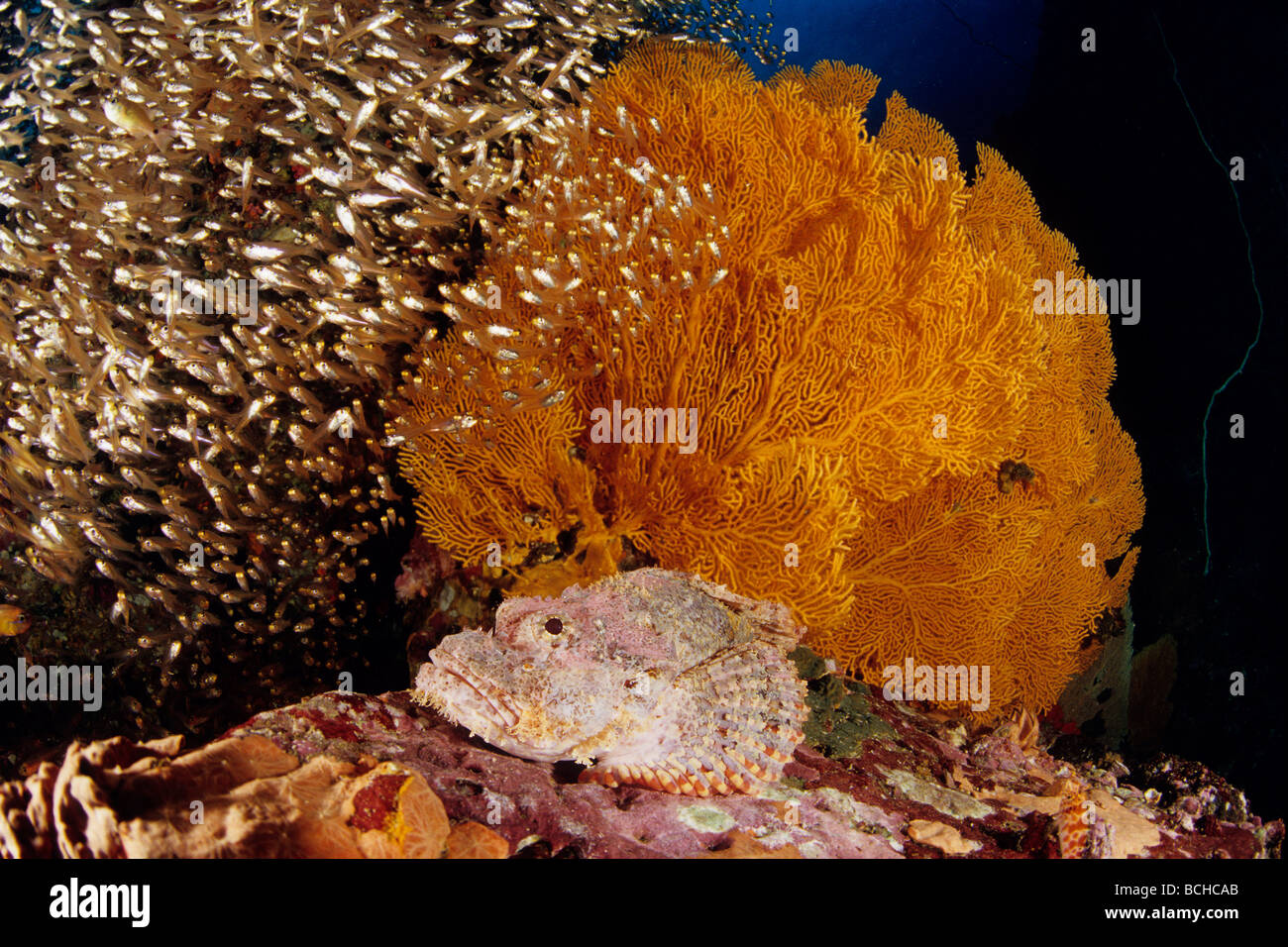 Scorpianfish under Gorgonian Seafan Scorpaenopsis oxycephala Subergorgia mollis Similan Islands Andaman Sea Thailand Stock Photo
