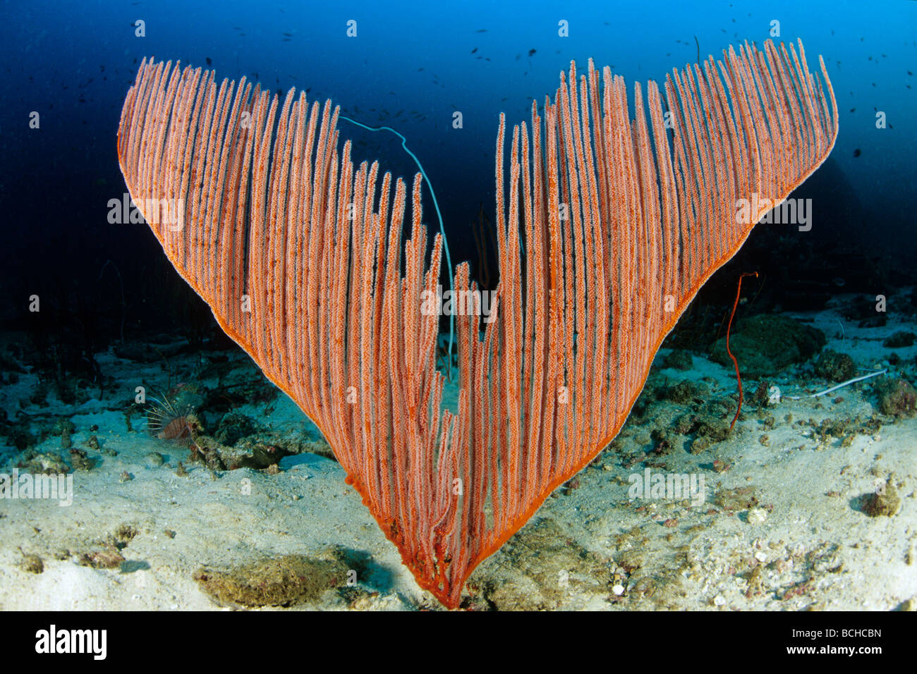 Sea Fan Coral Ctenocella pectinata Similan Islands Andaman Sea Thailand Stock Photo