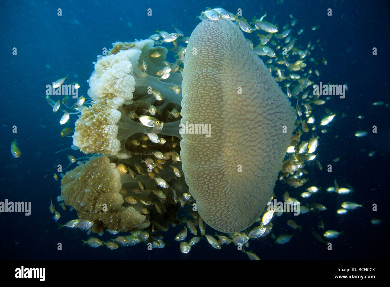 Juvenile Jack Mackarels convoy Huge Rhizostomae Jellyfish Crambione mastigophora Similan Islands Andaman Sea Thailand Stock Photo