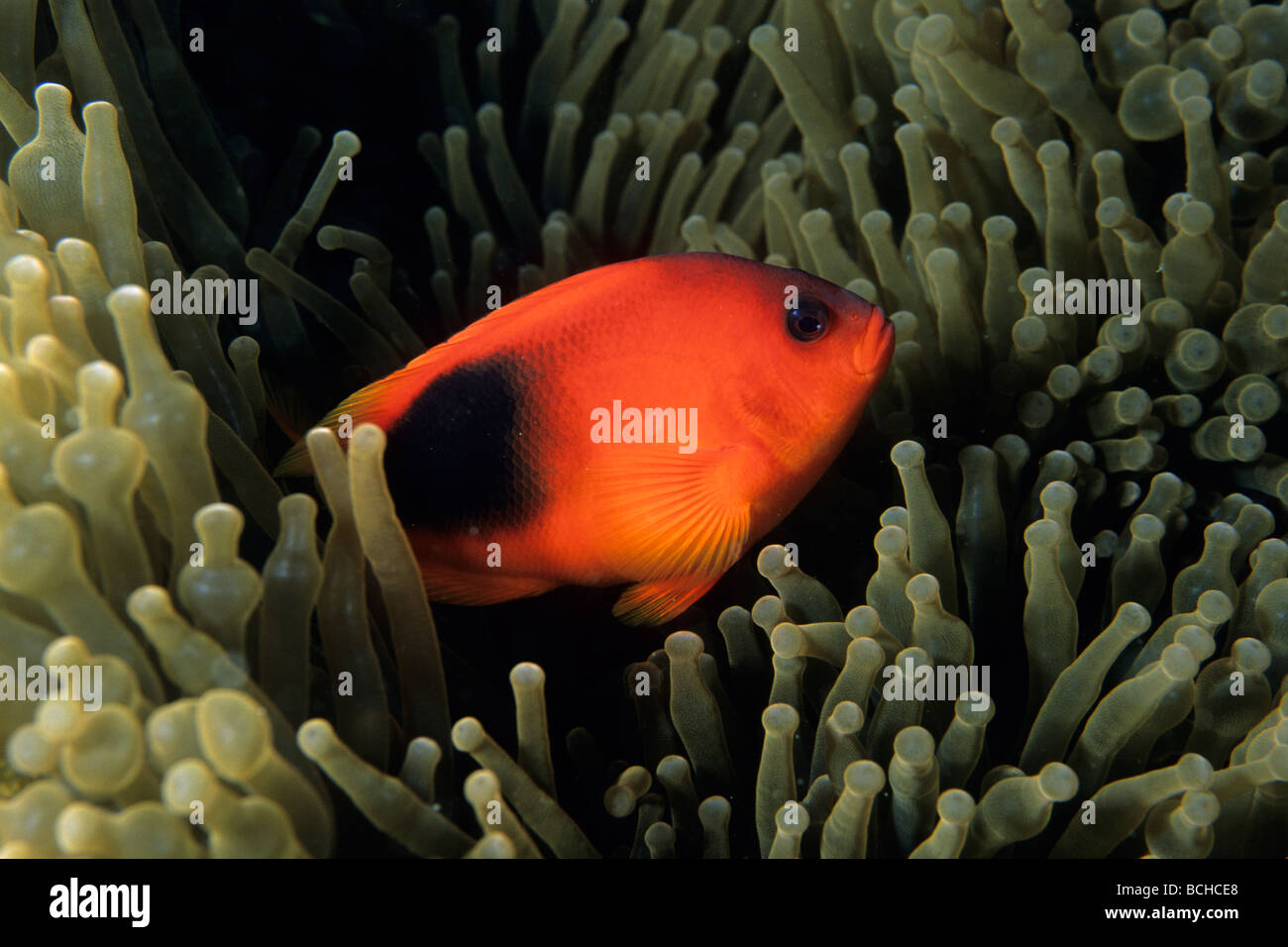 Tomato Anemonefish Amphiprion ephippium Similan Islands Andaman Sea Thailand Stock Photo