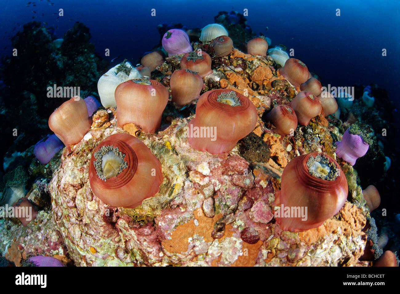 Collection of Magnificent Anemone Heteractis magnifica Similan Islands Andaman Sea Thailand Stock Photo