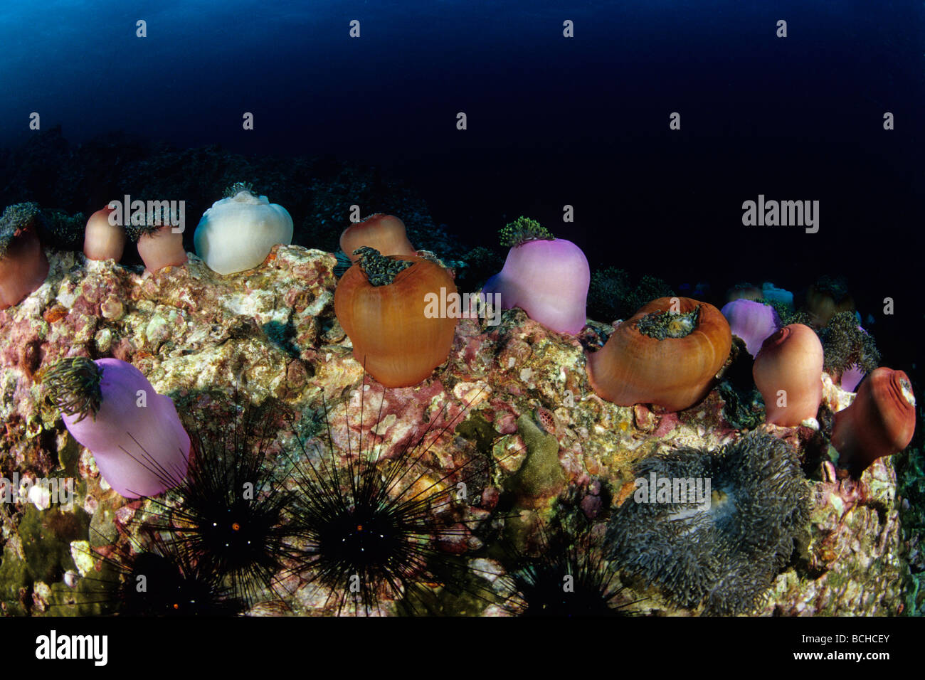 Stretch of Magnificent Anemone Heteractis magnifica Similan Islands Andaman Sea Thailand Stock Photo
