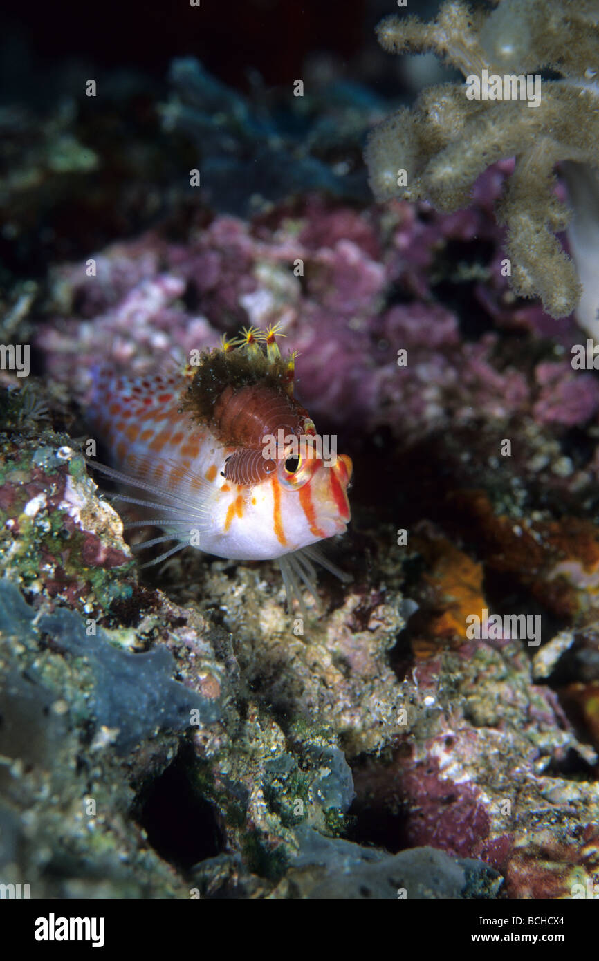 Isopod Parasite on Coral Hawkfish Nerocila sp Cirrhitichthys falco Komodo National Park Lesser Sunda Islands Indonesia Stock Photo