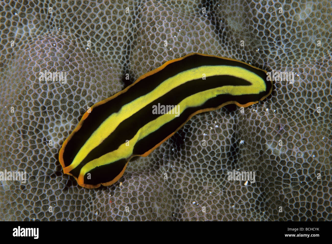 Flatworm Pseudoceros dimidiatus Komodo National Park Lesser Sunda Islands Indo Pacific Indonesia Stock Photo