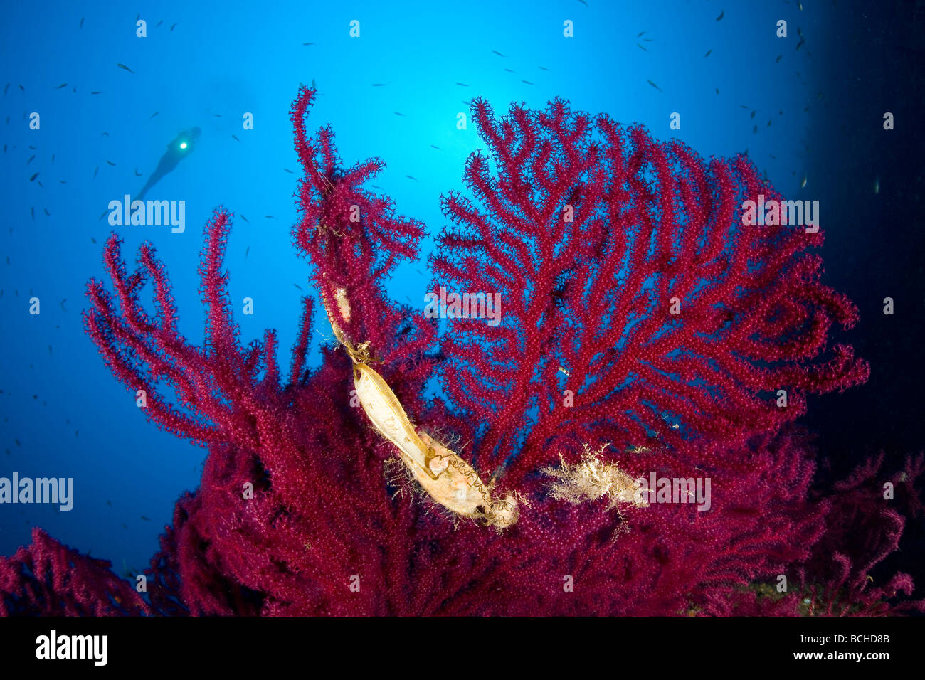 Variable Gorgonian with Egg of Cat Shark and Scuba Diver Paramuricea clavata Massa Lubrense Sorrentine Mediterranean Sea Italy Stock Photo