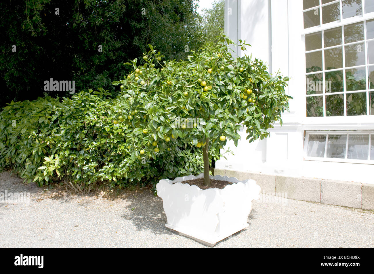 Citrus aurantium 'Seville Orange'. A controlled seville orange tree grown in a container. Stock Photo