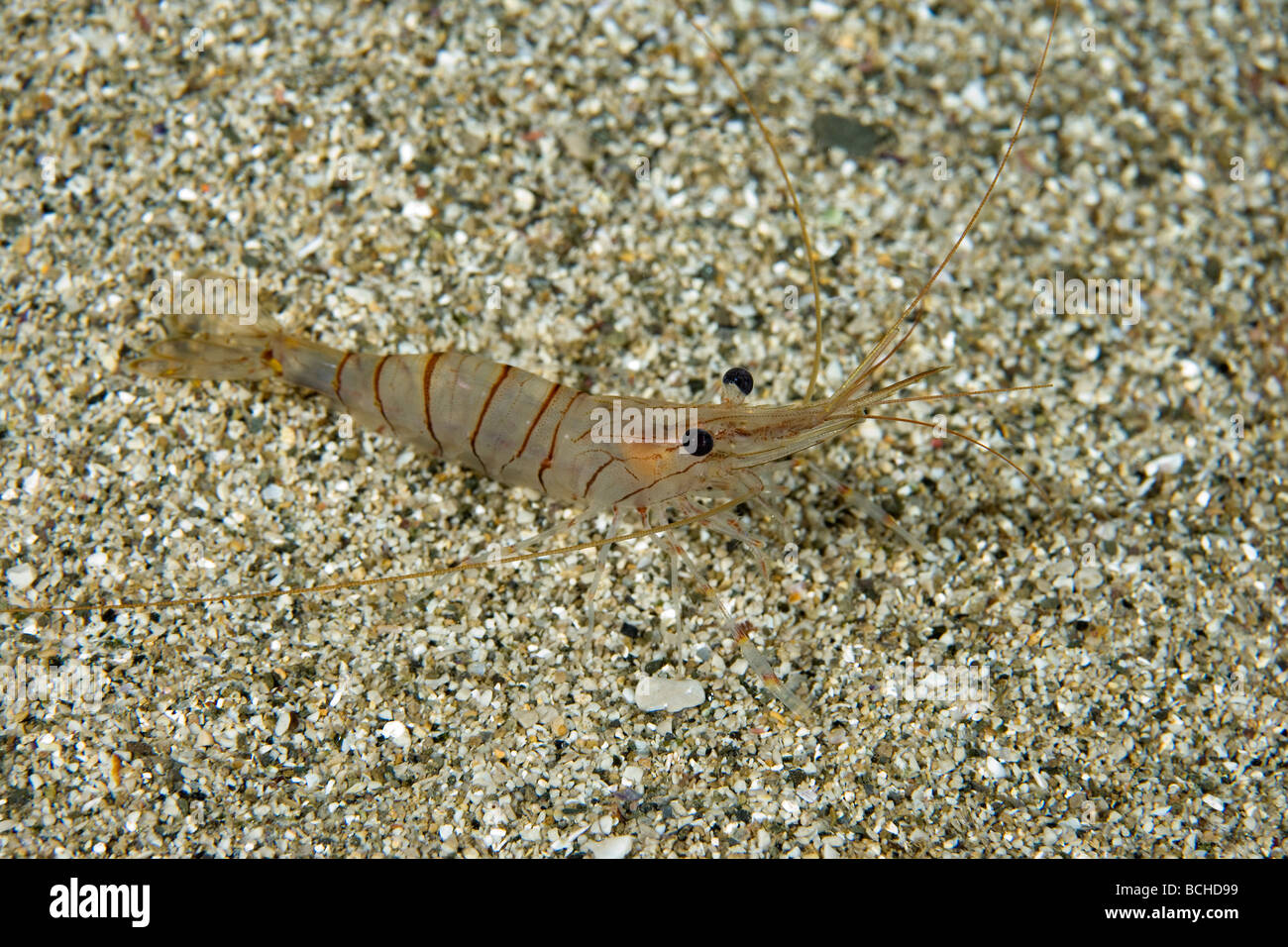 Common Shrimp Palaemon serratus Massa Lubrense Sorrentine Peninsula Campania Thyrrhenian Sea Mediterranean Sea Italy Stock Photo