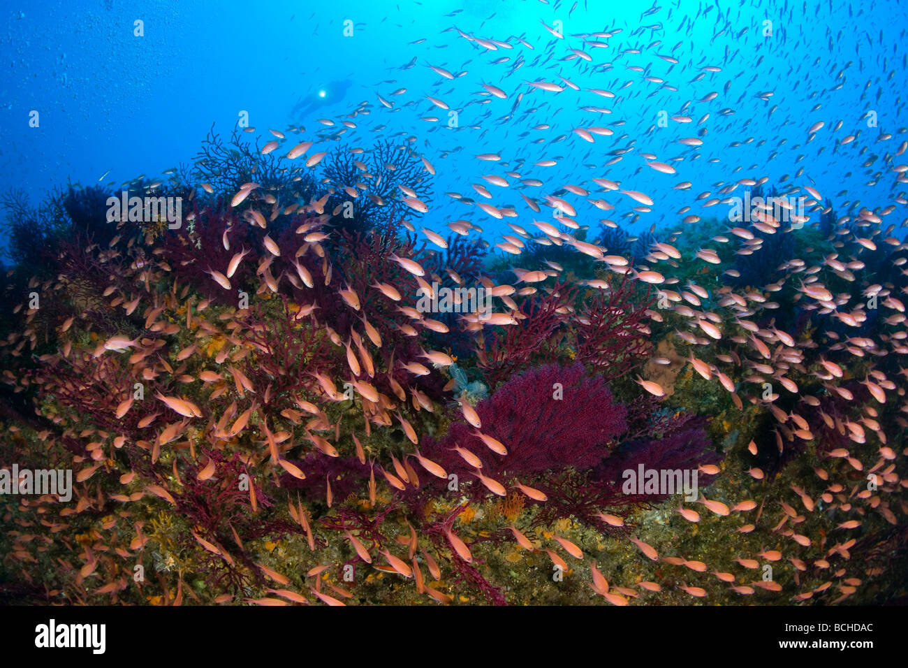 Reef with Gorgonians and Mediterranean Fairy Basslet Paramuricea clavata Anthias anthias Massa Lubrense Mediterranean Sea Italy Stock Photo