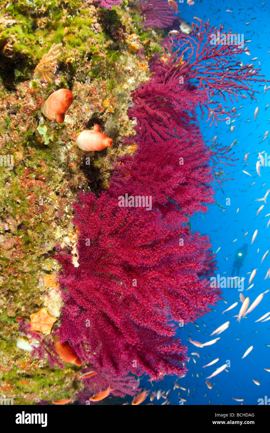Reef with Gorgonians and Mediterranean Fairy Basslet Paramuricea clavata Anthias anthias Massa Lubrense Sorrentine Peninsula Stock Photo