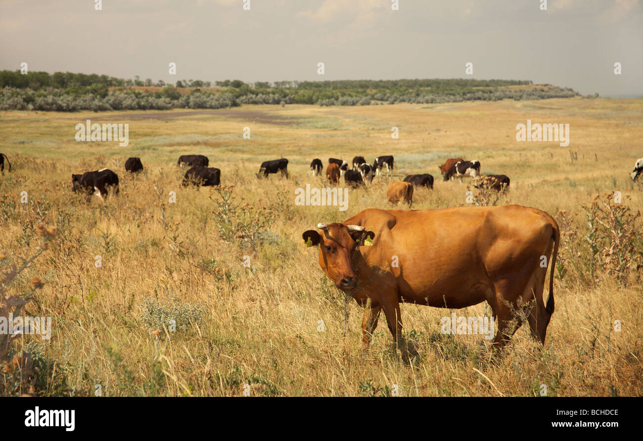 The herd of cows walks on a meadow Stock Photo - Alamy