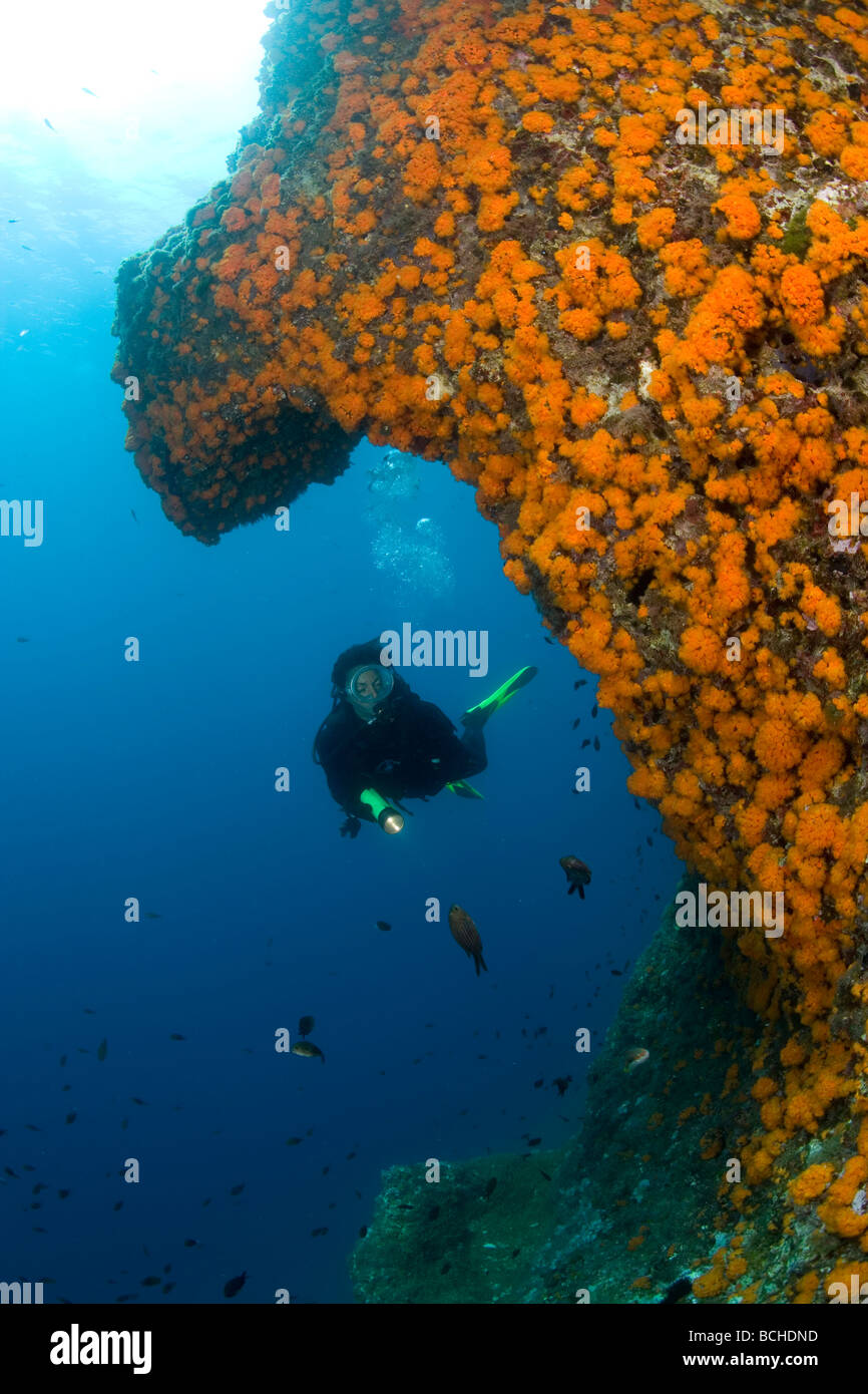 Diver on Wall with Orange Warm Water Corals Astroides Massa Lubrense Sorrentine Peninsula Campania Thyrrhenian Mediterranean Sea Stock Photo
