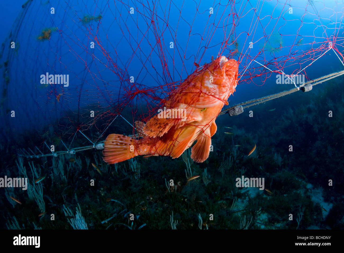 Great Rockfish trapped in Net Scorpaena scrofa Pantelleria Island