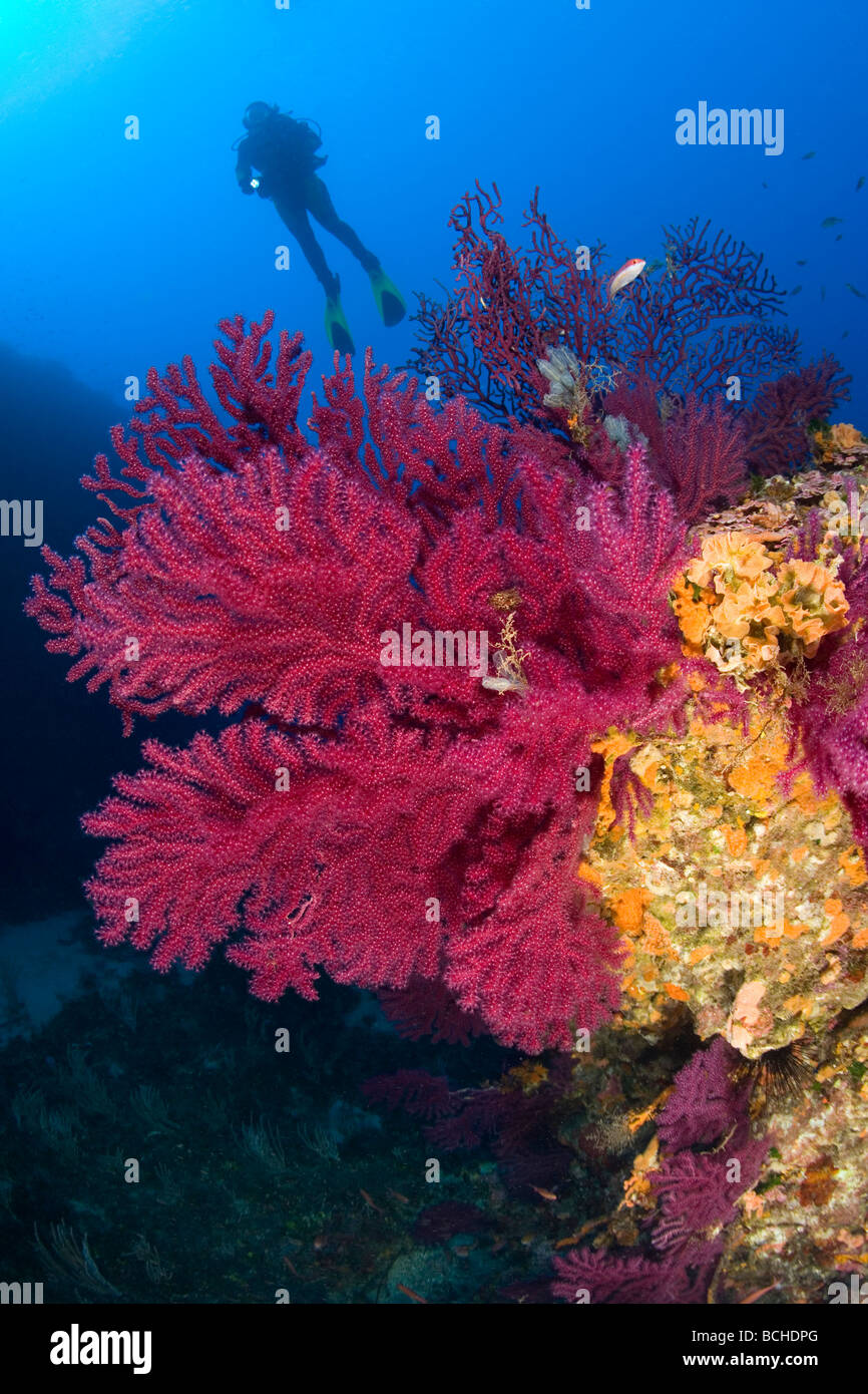 Red variables Gorgonians and Diver Paramuricea clavata Pantelleria Island Mediterranean Sea Italy Stock Photo