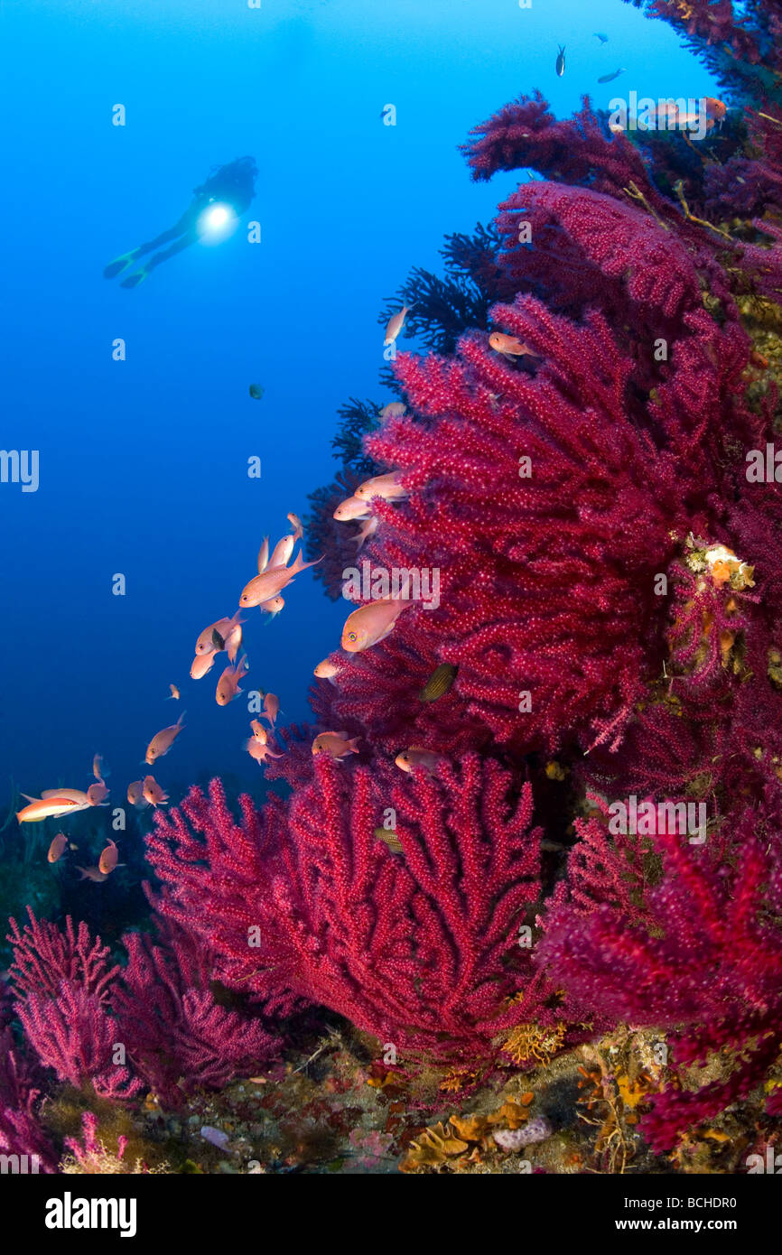 Scuba Diver and red variables Gorgonians Paramuricea clavata Pantelleria Island Mediterranean Sea Italy Stock Photo