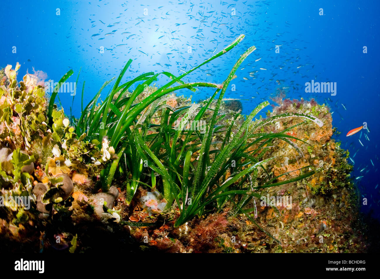 Mediterranean Seagrass Meadows Posidonia Oceanica Pantelleria Island Mediterranean Sea Italy Stock Photo