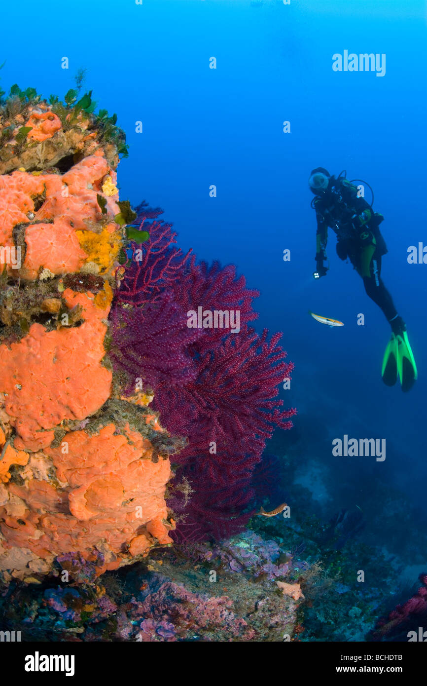Diver at Rock coverd with Encrustating Red Sponge Spirastrella cunctatrix Pantelleria Island Mediterranean Sea Italy Stock Photo