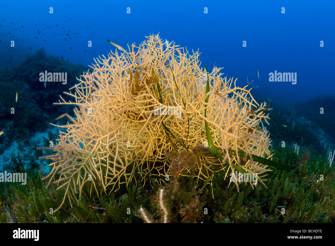 Yellow Gorgonia Leptogorgia sarmentosa Pantelleria Island Mediterranean Sea Italy Stock Photo
