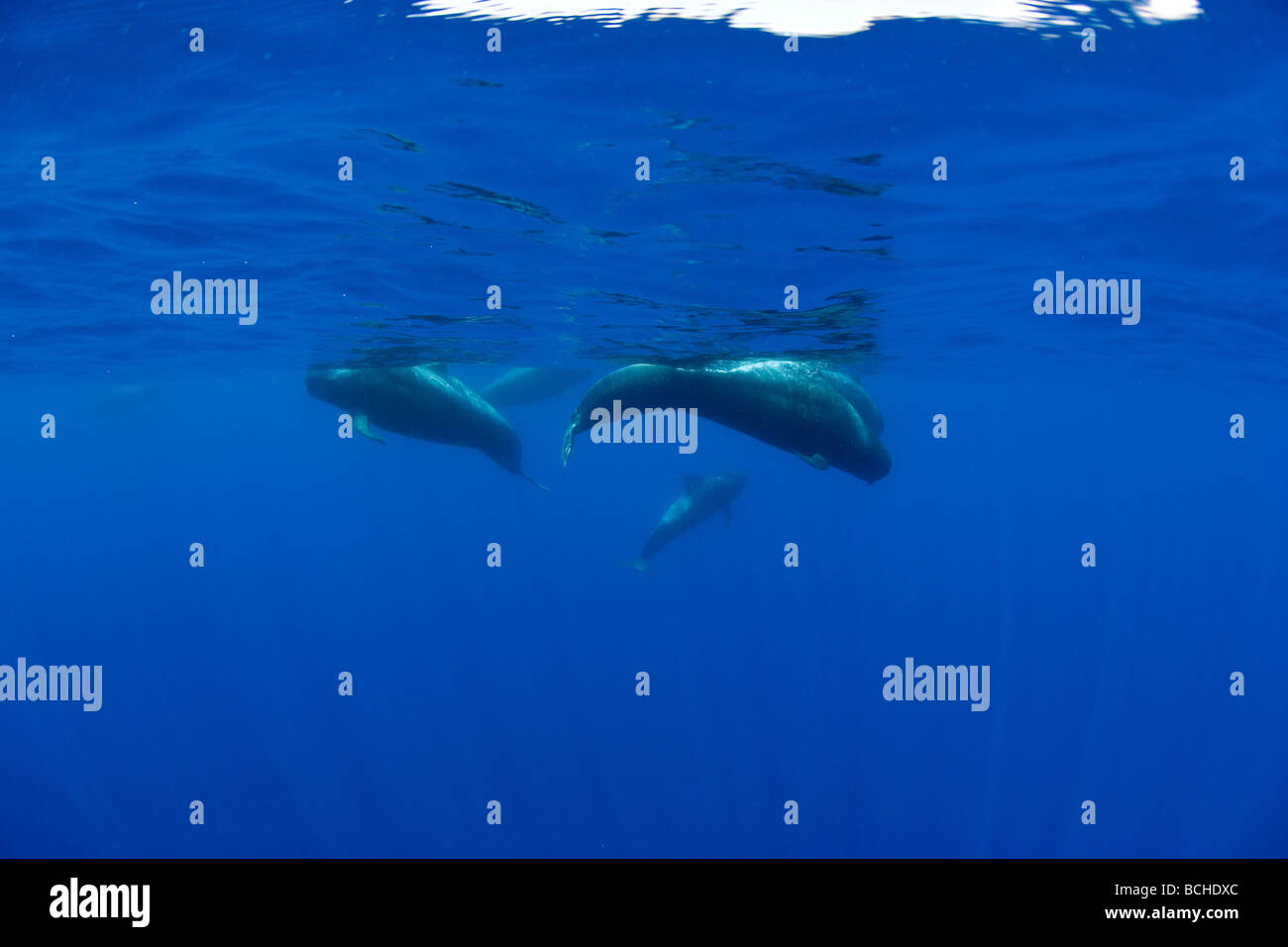 Family of short finned Pilot Whales Globicephala melas Pico Island Azores Atlantic Portugal Stock Photo
