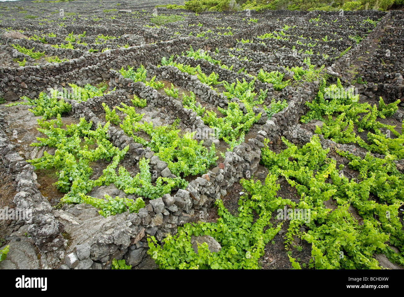 Vineyard Culture on Pico Island UNESCO Heritage Site Azores Atlantic Portugal Stock Photo
