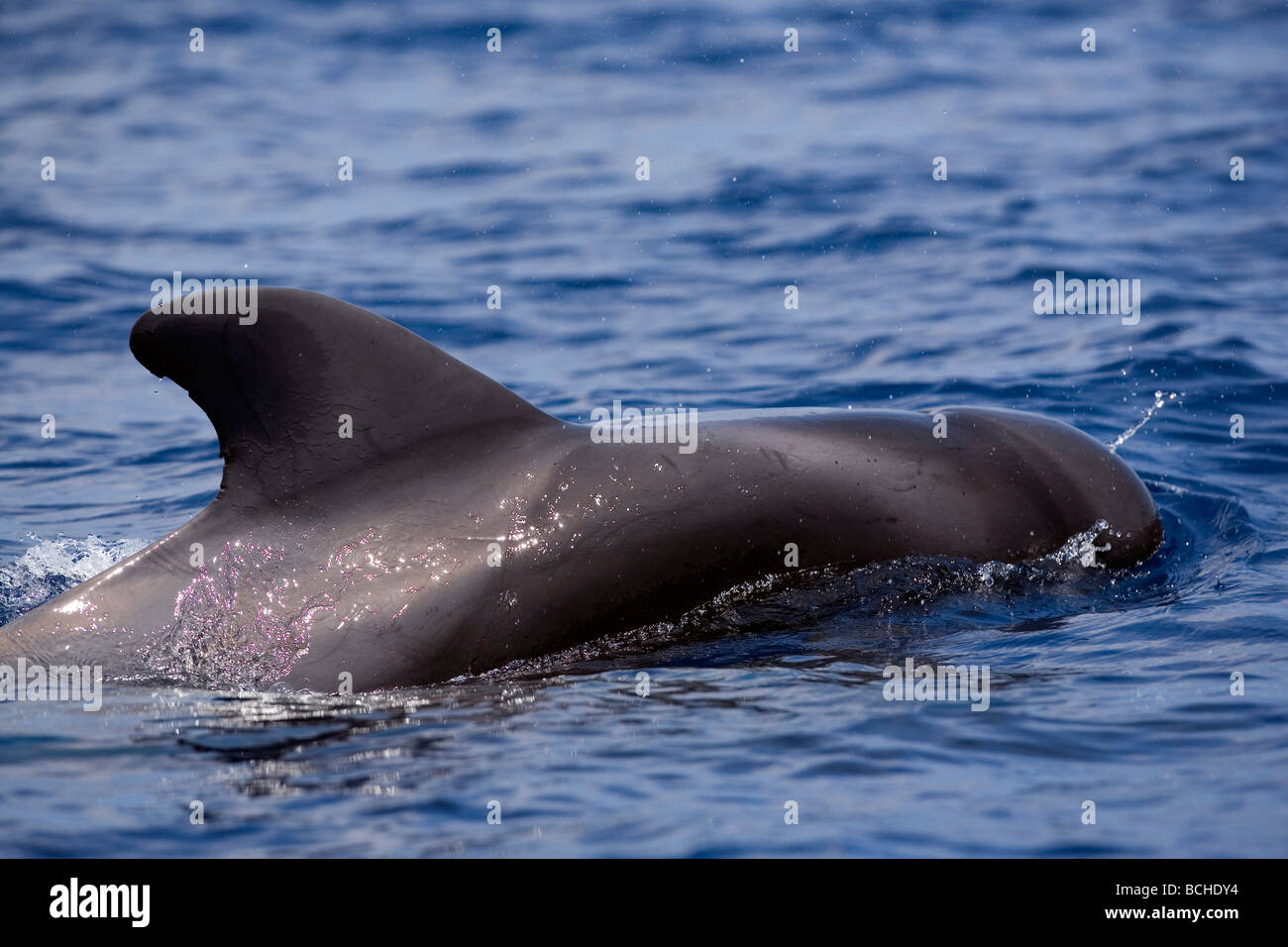 Dorsal Fin of Pilot Whale Globicephala melas Pico Island Azores Atlantic Portugal Stock Photo