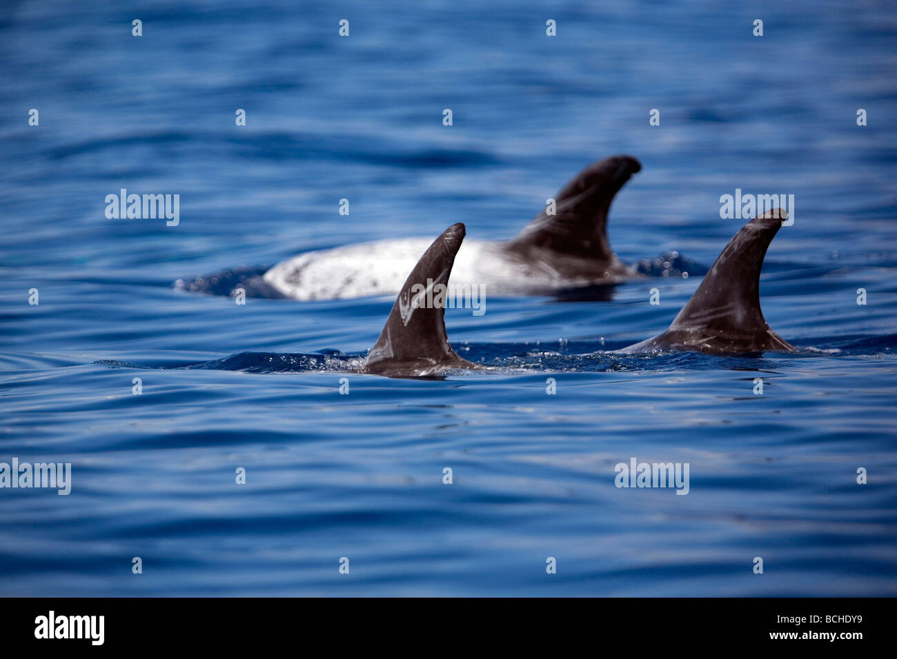 Rissos Dolphins Grampus griseus Pico Island Azores Atlantic Portugal Stock Photo