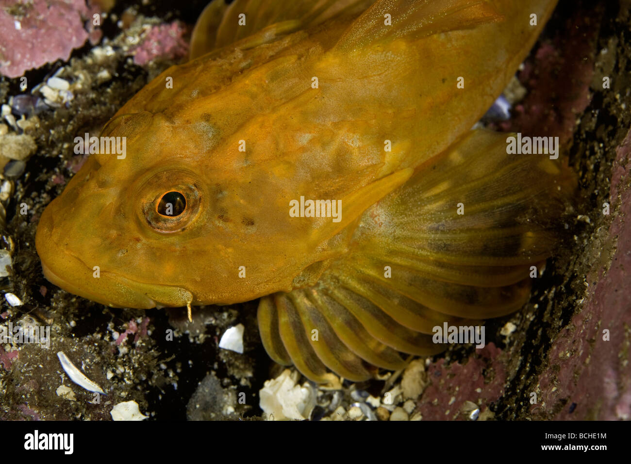 Bullhead Stock Photos & Bullhead Stock Images Alamy