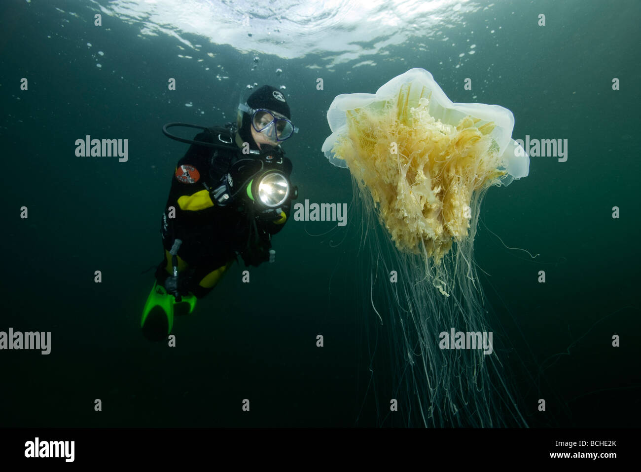 Scuba Diver and poisonous Lions Mane Jellyfish Cyanea capillata Stromsholmen Atlantic Ocean Norway Stock Photo