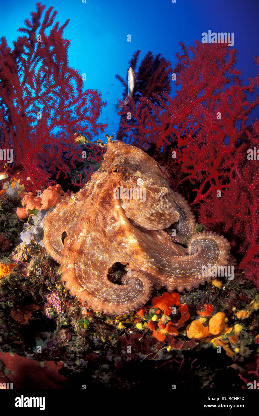 Octopus in Coral Reef Octopus vulgaris Vela Luka Korcula Island Dalmatia Adriatic Sea Croatia Stock Photo