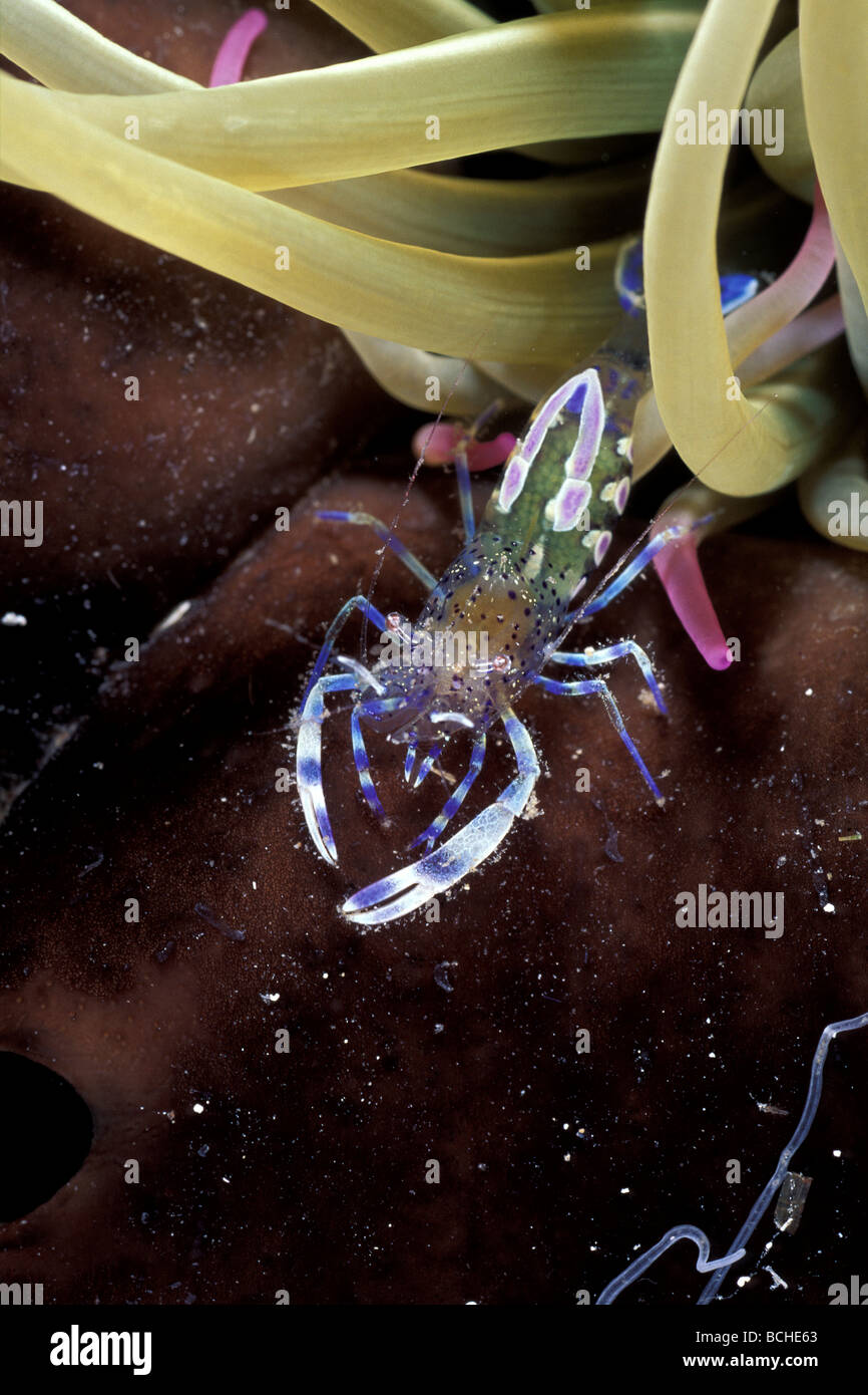 Anemone shrimp tentacles underwater hires stock photography and images
