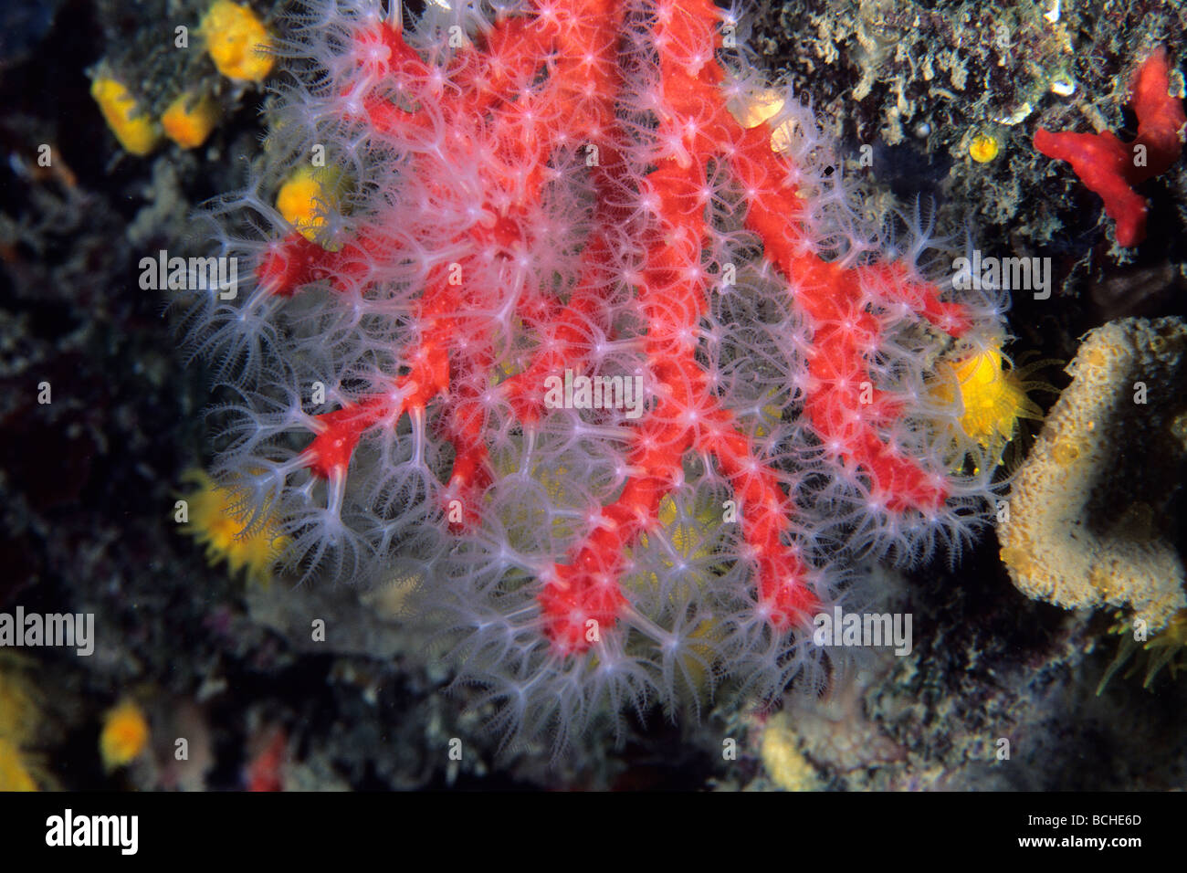 Red Precious Coral Corallim rubrum Vela Luka Korcula Island Dalmatia Adriatic Sea Croatia Stock Photo
