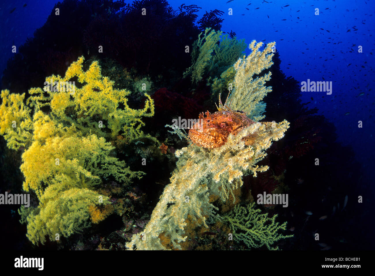 Great Rockfish in Coral Reef Scorpaena scrofa Vis Island Dalmatia Adriatic Sea Croatia Stock Photo