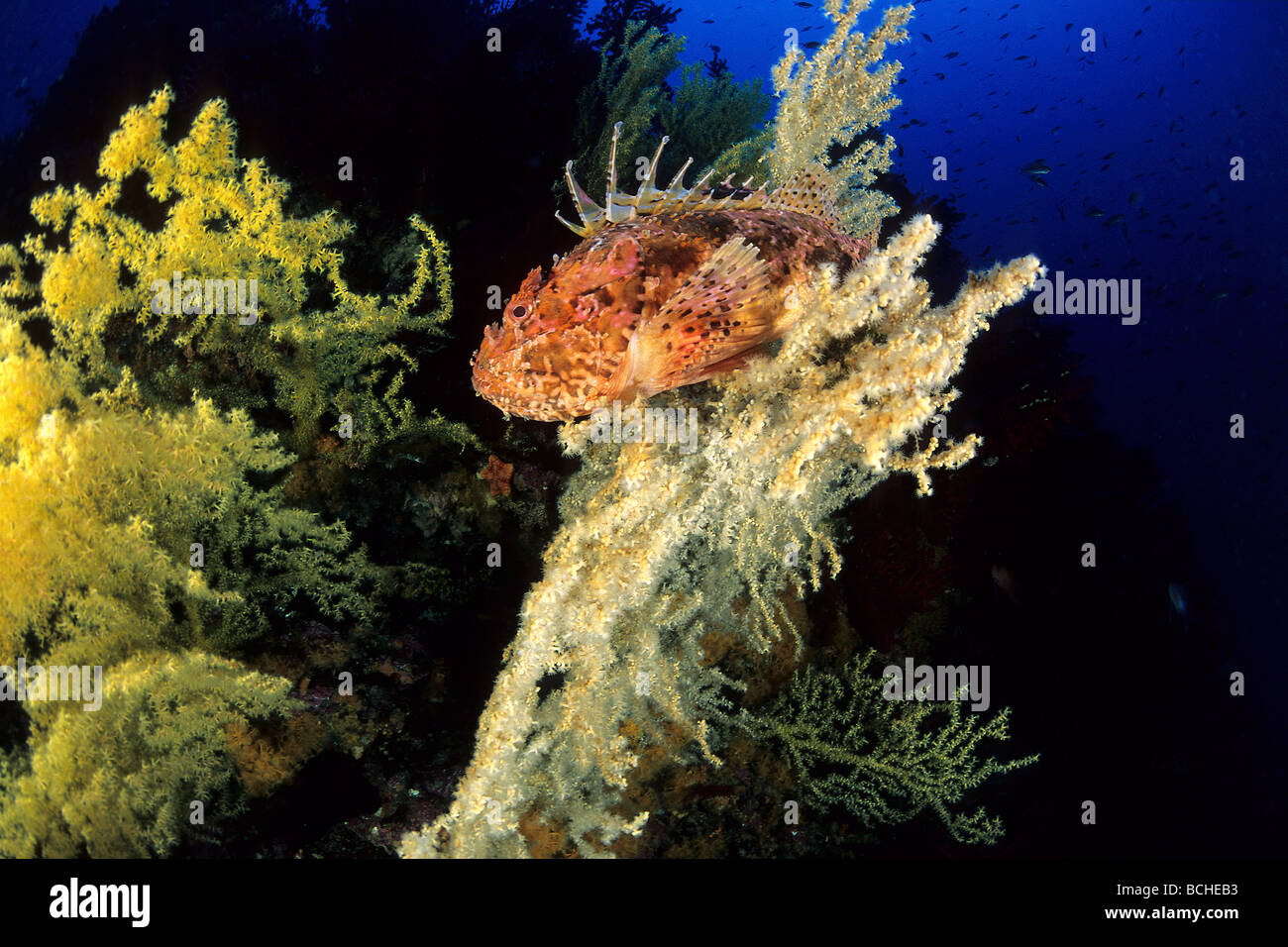 Great Rockfish in Coral Reef Scorpaena scrofa Vis Island Dalmatia Adriatic Sea Croatia Stock Photo