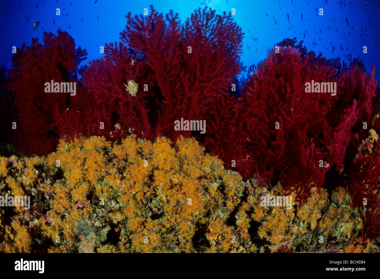 Reef with Parazoanthus and variable Gorgonians Parazoanthus axinellae Paramuricea Vis Island Dalmatia Adriatic Sea Croatia Stock Photo