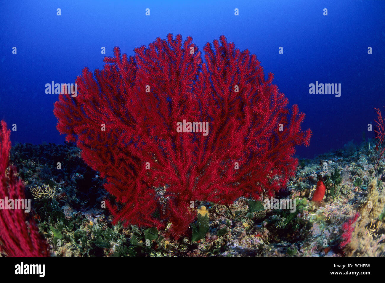 Red variable Gorgonian Paramuricea clavata Vis Island Dalmatia Adriatic Sea Croatia Stock Photo