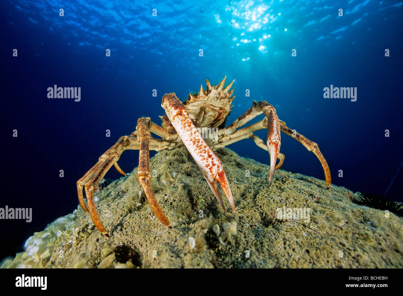 Spider Crab Maja squinado Vis Island Dalmatia Adriatic Sea Croatia Stock Photo