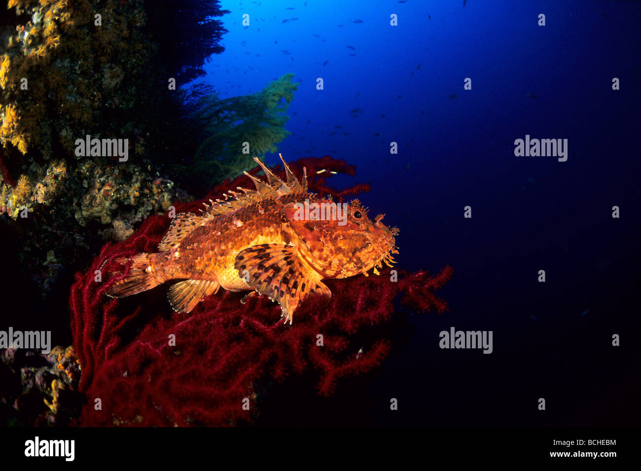 Great Rockfish Scorpaena scrofa Vis Island Dalmatia Adriatic Sea Croatia Stock Photo