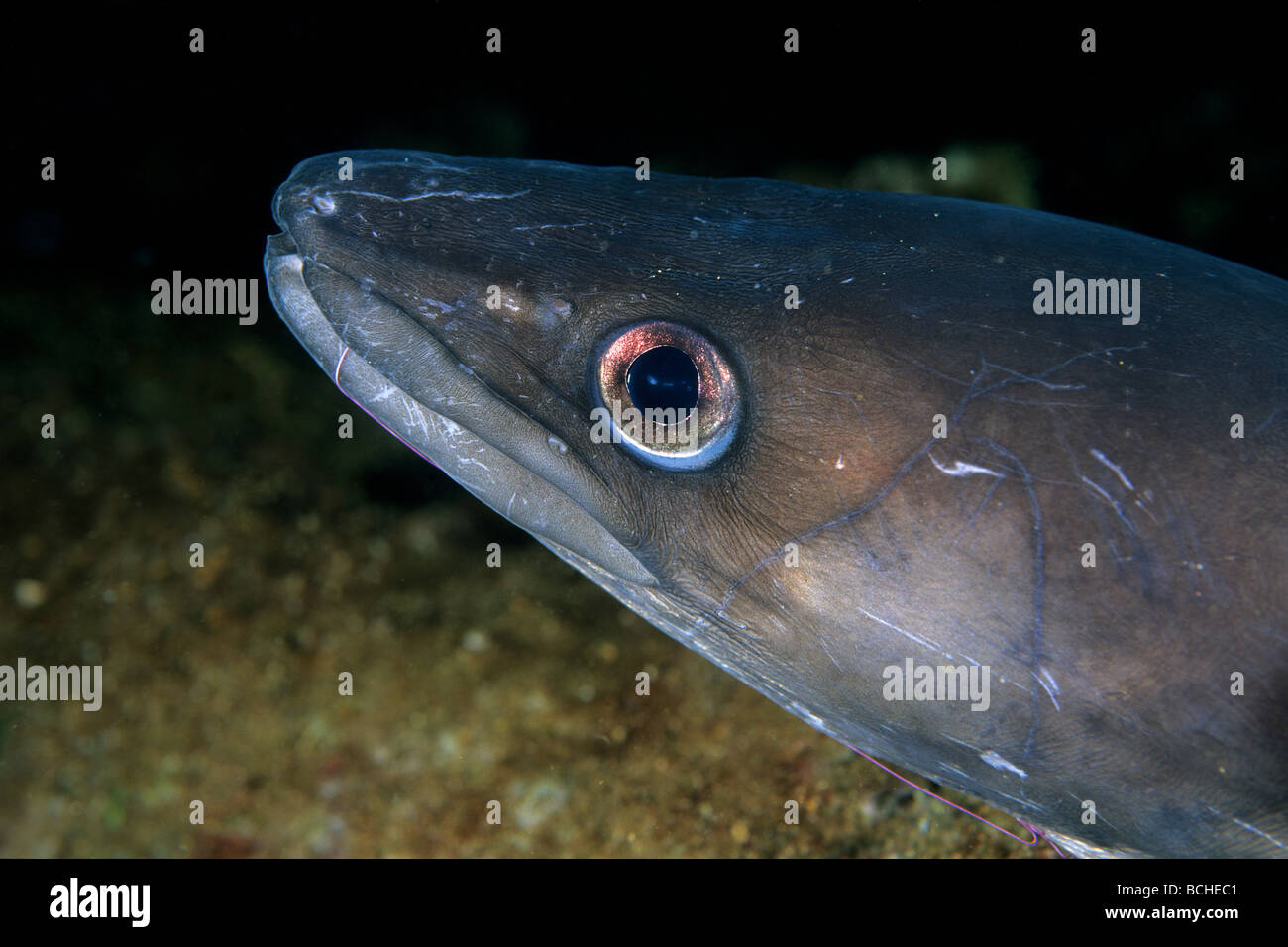 Conger Eel Conger conger Vis Island Dalmatia Adriatic Sea Croatia Stock