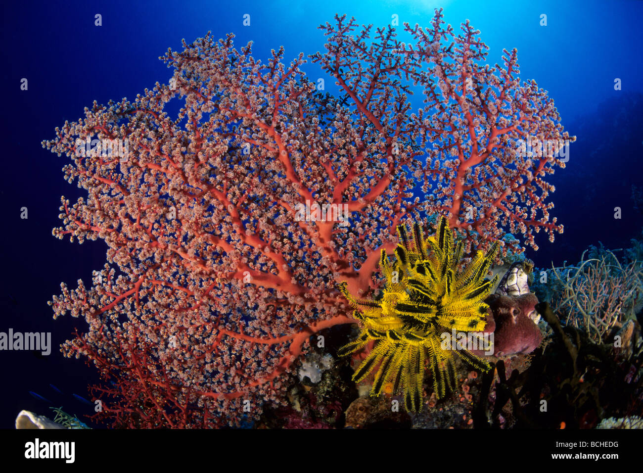 Red Soft Coral Siphonogorgia godeffroyi Wakatobi Celebes Indo Pacific Indonesia Stock Photo