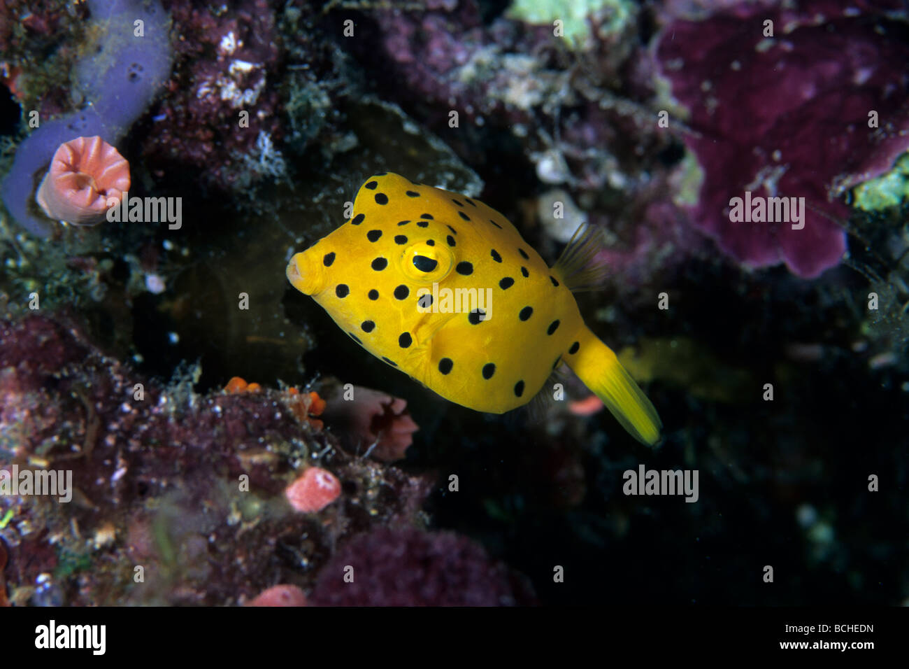 Juvenile Yellow Boxfish Ostracion cubicus Wakatobi Celebes Indo Pacific Indonesia Stock Photo