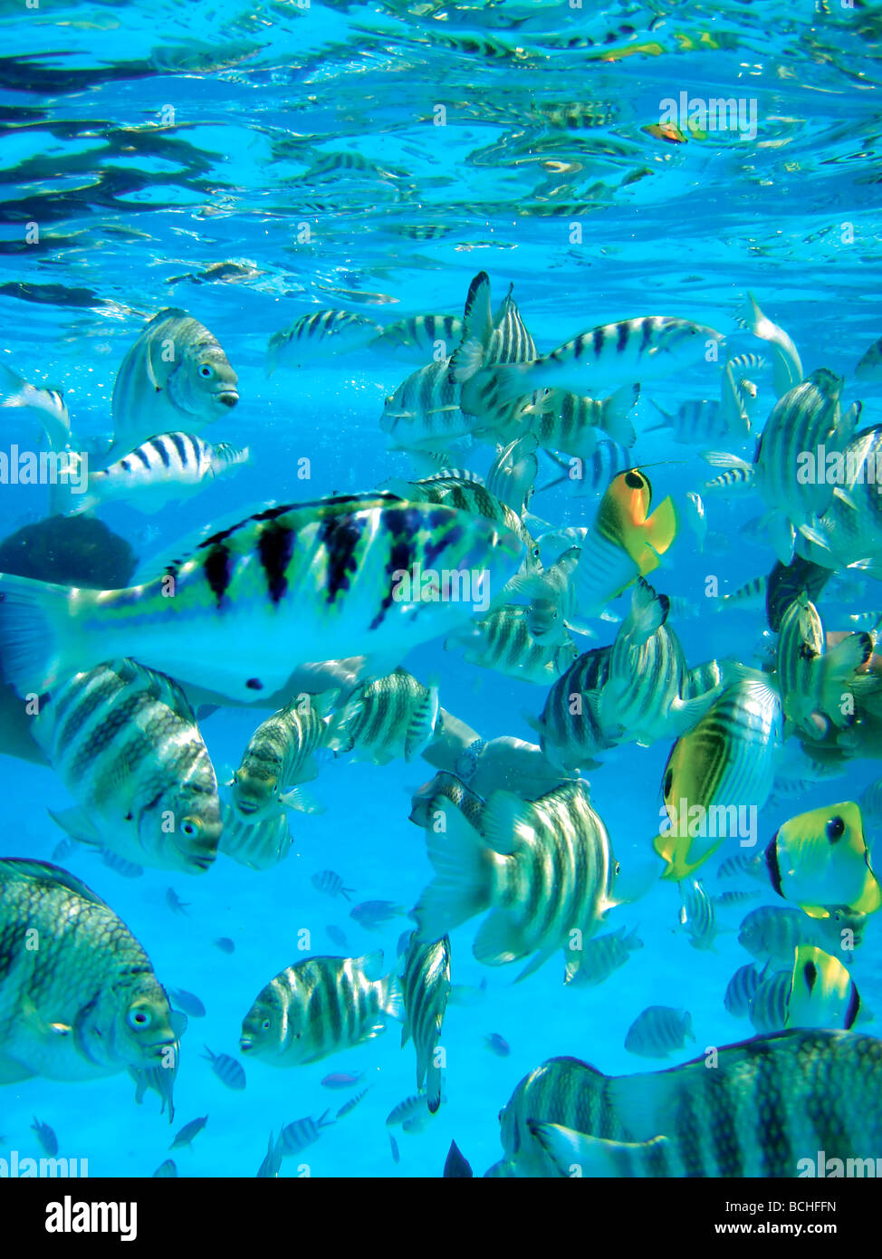 fish swims in the clear waters of a Bora Bora lagoon Stock Photo
