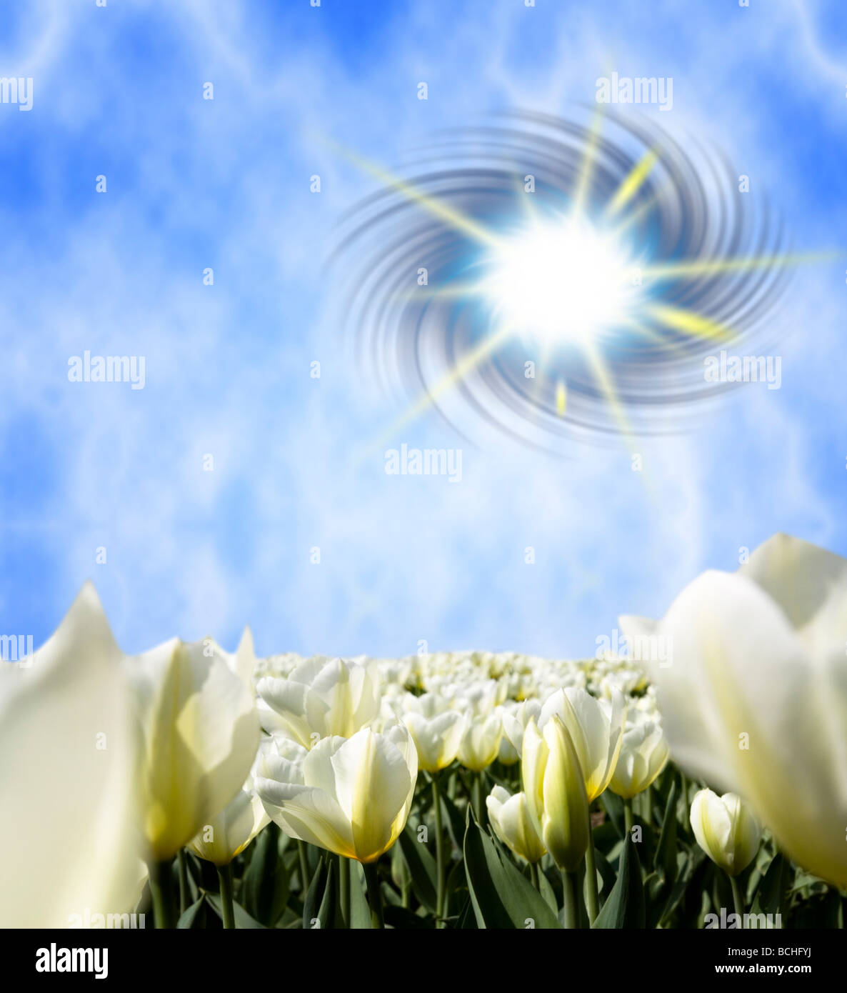 Beautiful tulips and blue sky Stock Photo - Alamy