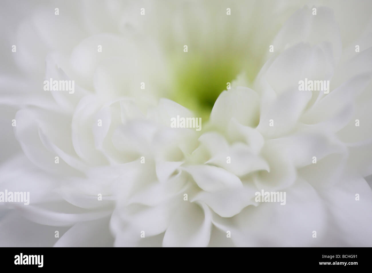 feminine white chrysanthemum fine art photography Jane Ann Butler Photography JABP414 Stock Photo