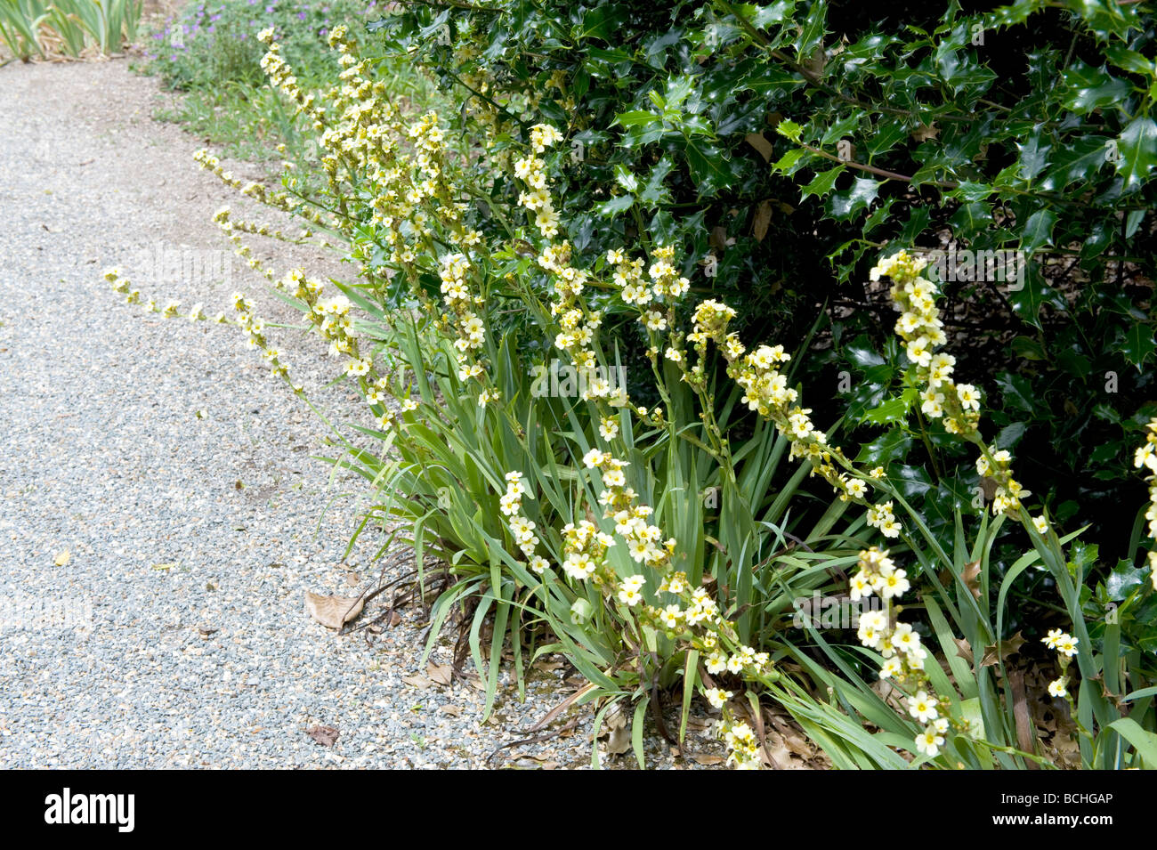 Sisyrinchium striatum phaiophleps nigricans clump forming perennial with pale yellow flowers Stock Photo
