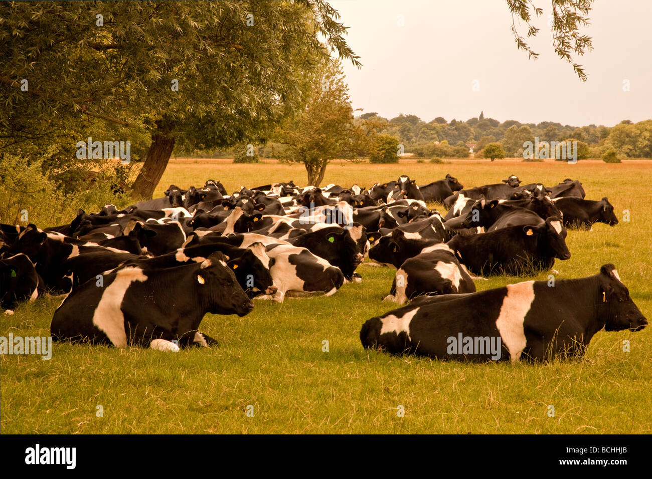 Cows Shelter from the Rain Stock Photo Alamy