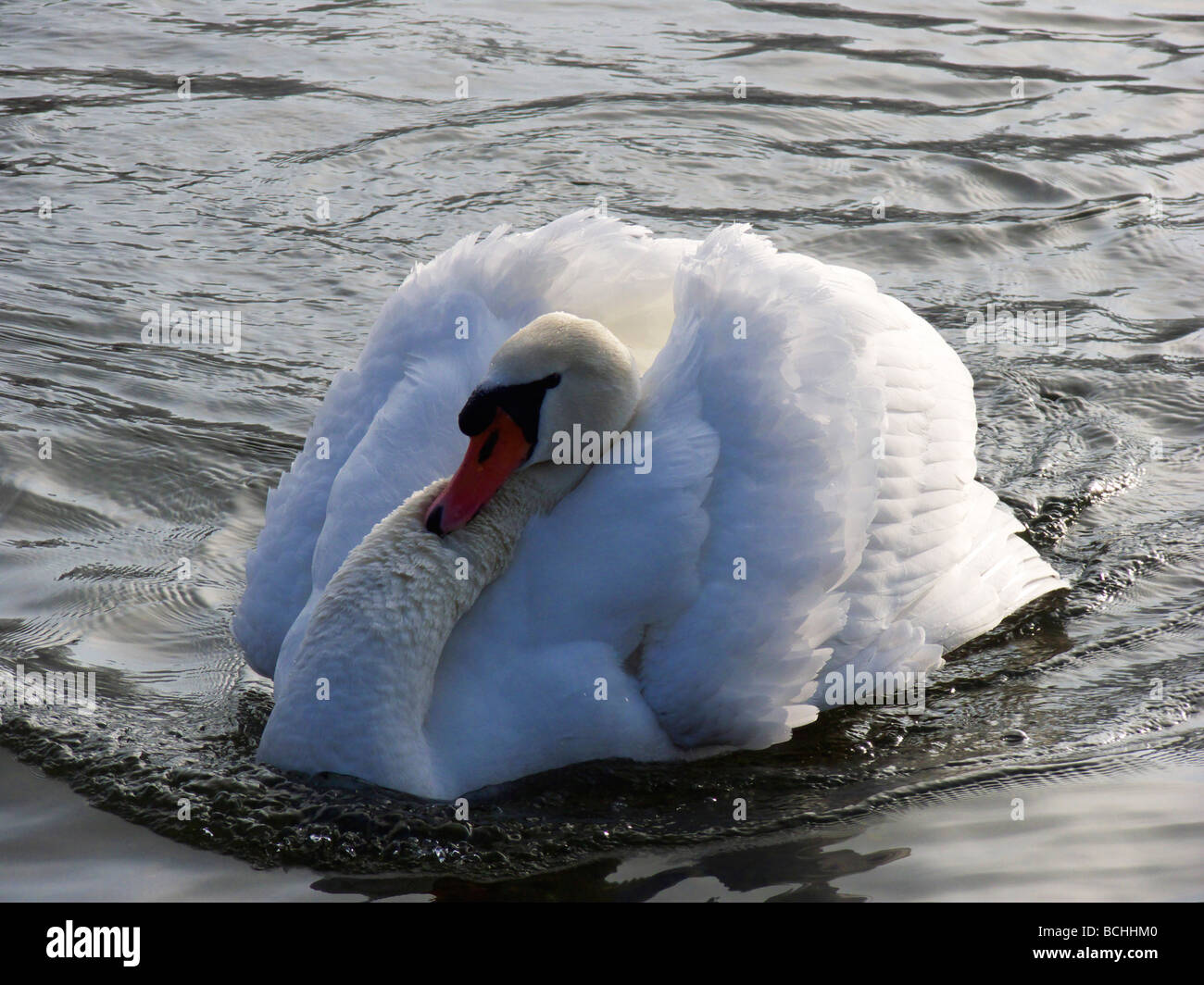 Swan swimming on lake Stock Photo