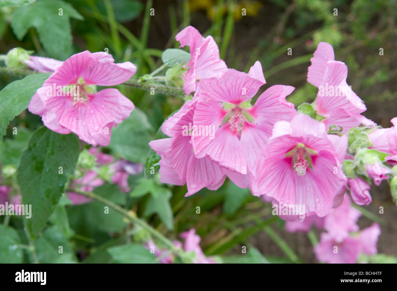 Lavatera cachemiriana Mallow Malvaceae. Striking trumpet shaped pink flowers in full bloom. Stock Photo