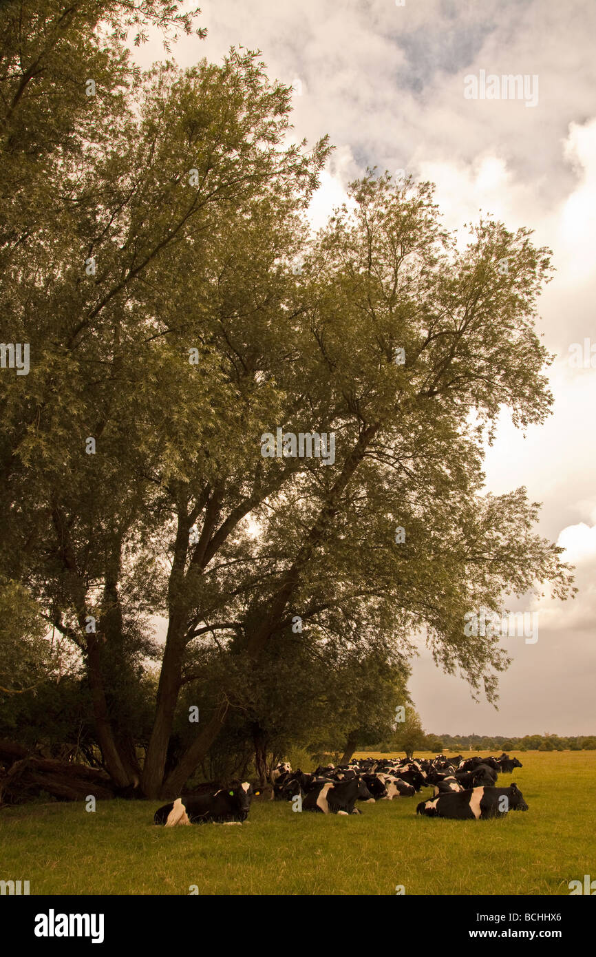 Cows Shelter from the Rain Stock Photo Alamy