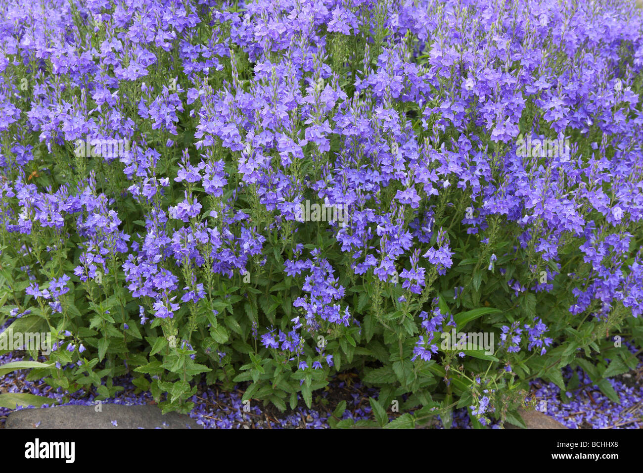 Harewell blue flowers blooming Veronica prostrata Stock Photo